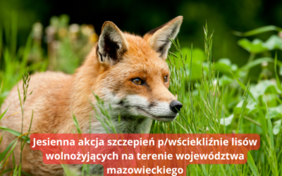 Jesienna akcja szczepień p/wściekliźnie lisów wolnożyjących